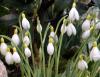 Show product details for Galanthus Spindlestone Surprise
